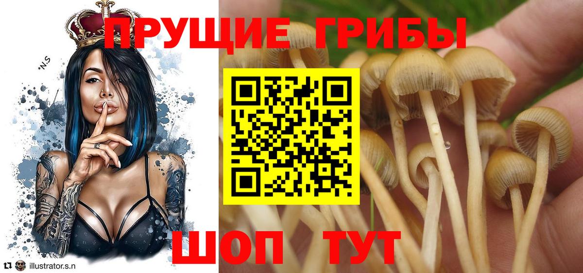 Саратов  Псилоцибиновые грибы GOLDEN TEACHER  Галлюциногенные грибы GOLDEN TEACHER  где найти   Вход с VPN 
